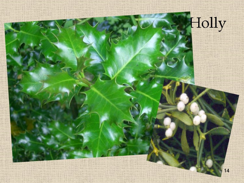 14 Holly